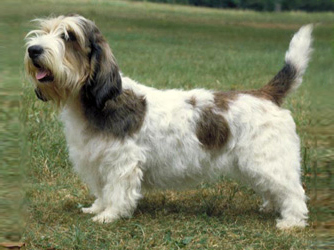 Petit Basset Griffon Vendéen - Wild and Pet