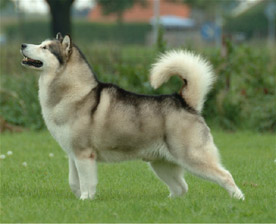 Alaskan Malamute - Wild and Pet