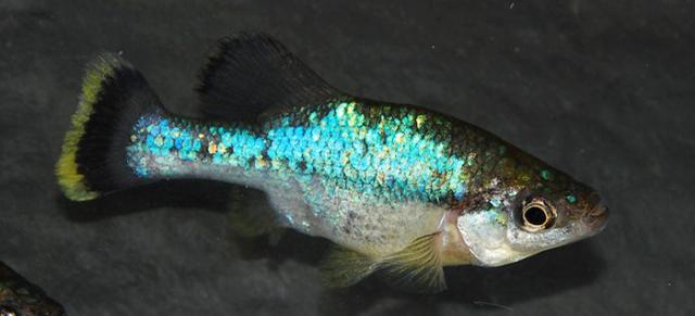 Ameca splendens - Wild and Pet