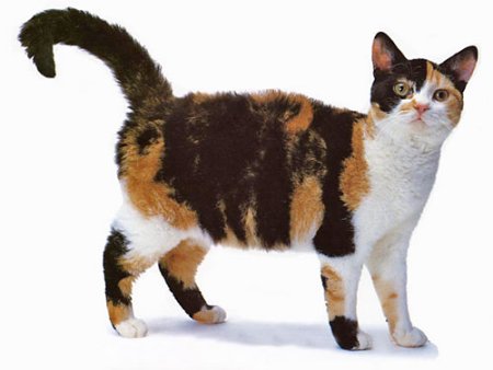 American Wirehair - Wild and Pet