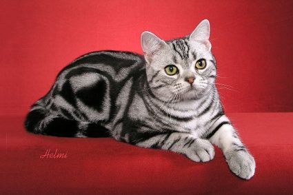 American Shorthair - Wild and Pet