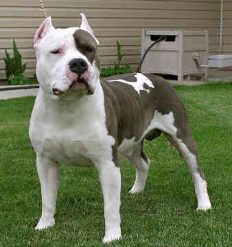 American Staffordshire Terrier