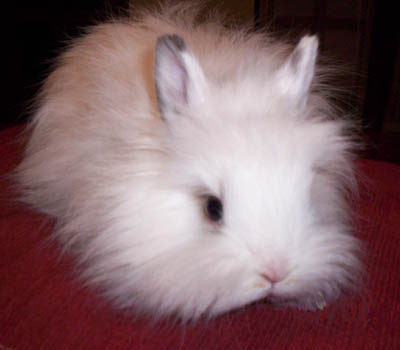 angora