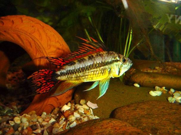 Ciclide Pappagallo (Apistogramma cacatuoides) - Wild and Pet