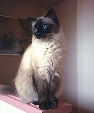 Balinese - Wild and Pet