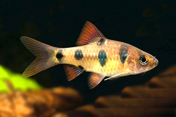Barbus everetti - Wild and Pet