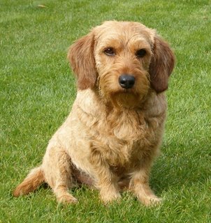 Basset Fauve de Bretagne - Wild and Pet