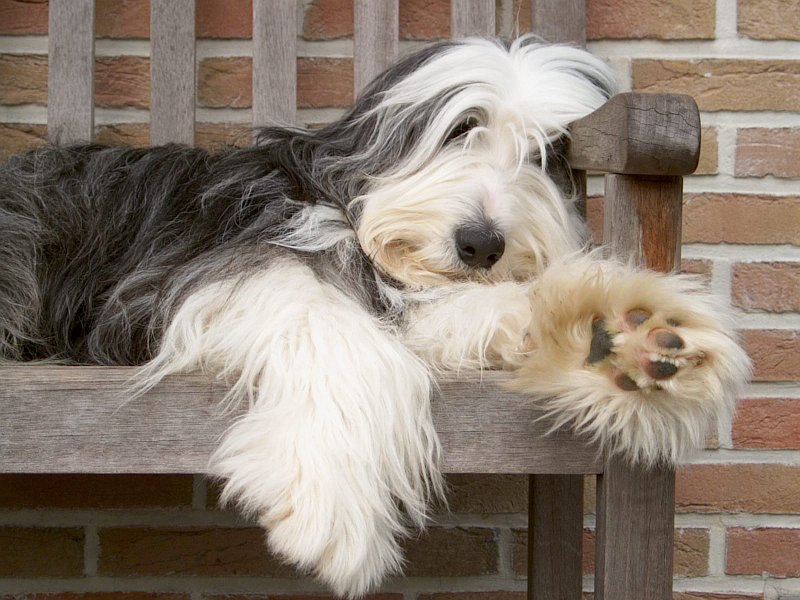 Bearded Collie - Wild and Pet