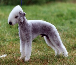 Bedlington Terrier - Wild and Pet