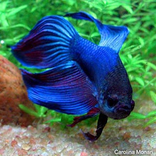 betta_splendens.jpg