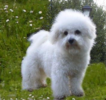 Bichon à Poil Frisé - Wild and Pet