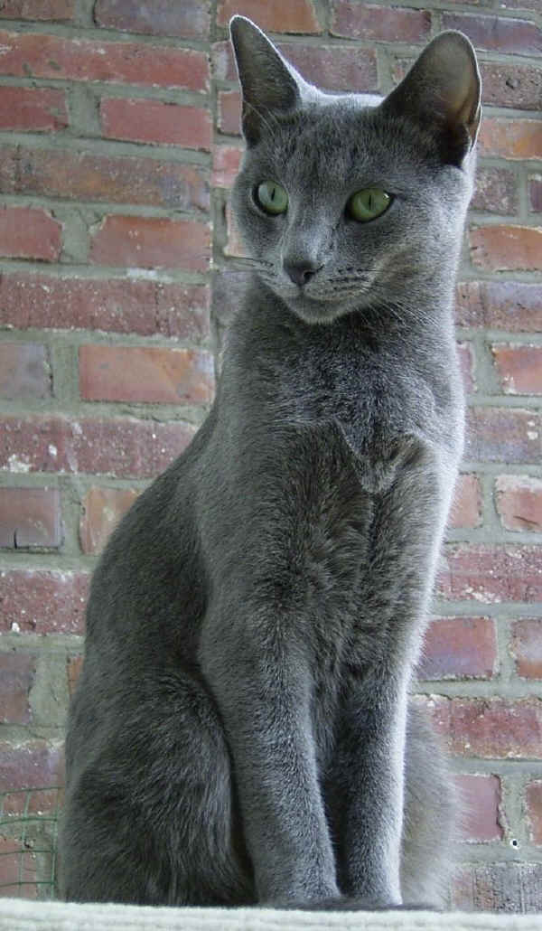 Blu di Russia - Wild and Pet