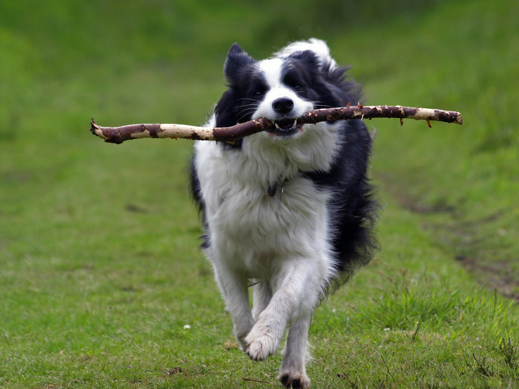 Border Collie - Wild and Pet