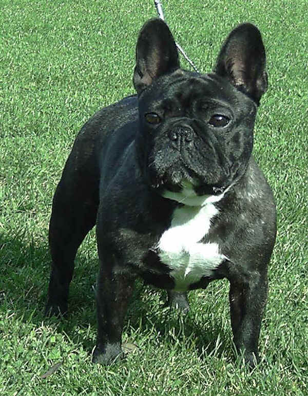 Bouledogue Francese - Wild and Pet