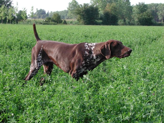 Bracco Tedesco - Wild and Pet