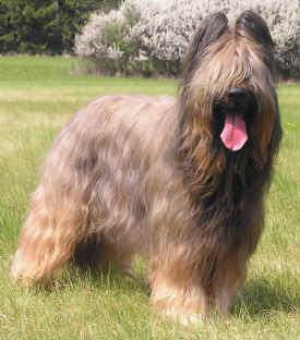 Briard - Wild and Pet