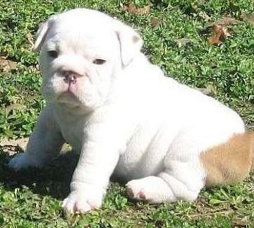 Bulldog Americano - Wild and Pet