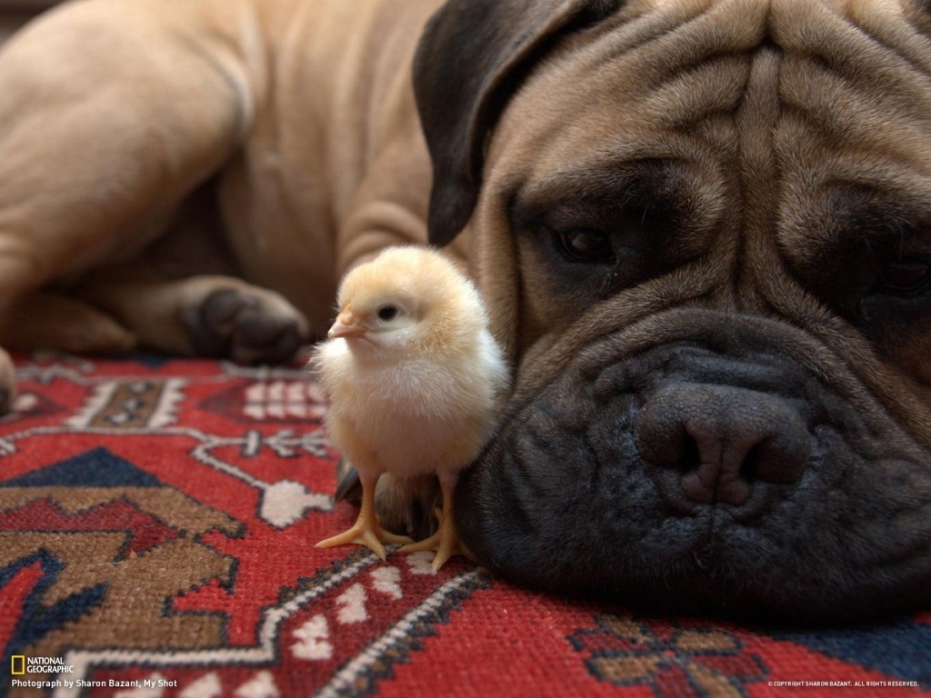 Bullmastiff - Wild and Pet 