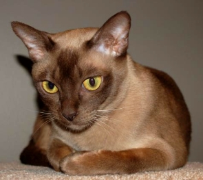Burmese - Wild and Pet