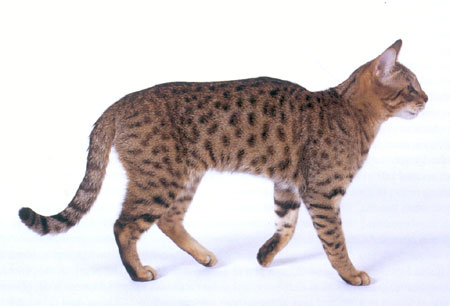 California Spangled - Wild and Pet