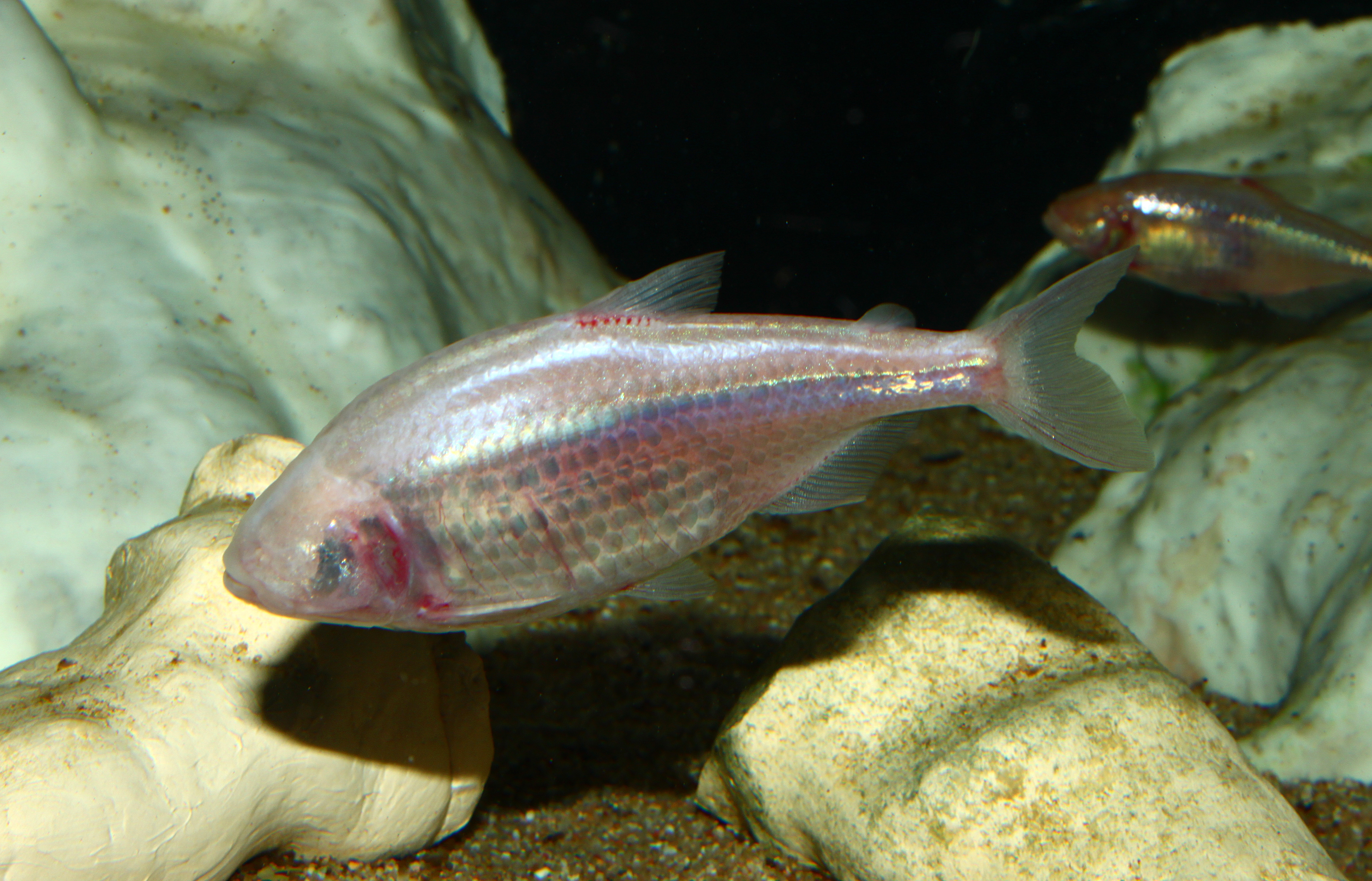 Caracide Cieco - Wild and Pet