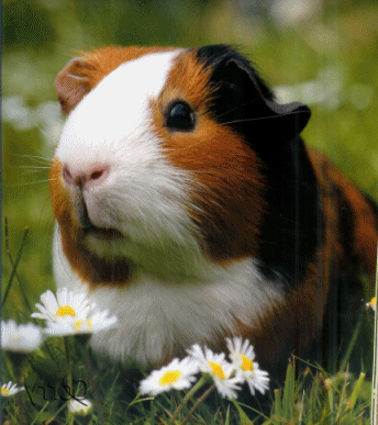 Cavia - Wild and Pet