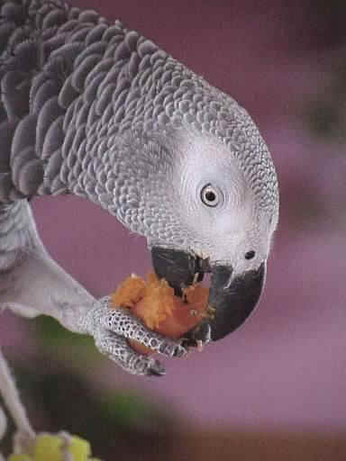 Cenerino - Wild and Pet