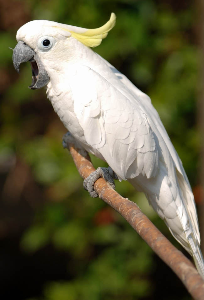 Cacatua dal ciuffo giallo - Wild and Pet