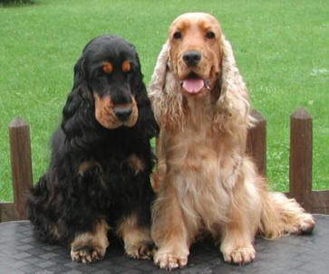 Cocker Spaniel Inglese - Wild and Pet