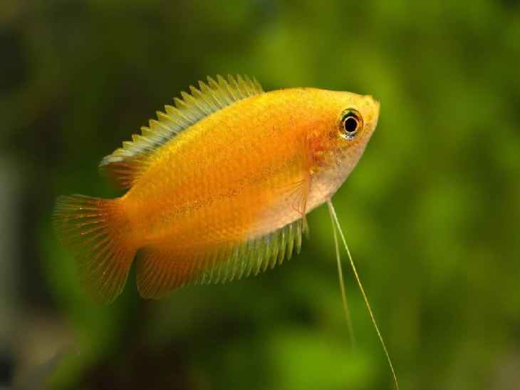Colisa chuna - Wild and Pet
