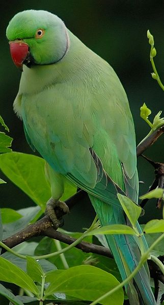 Parrocchetto dal Collare - Wild and Pet