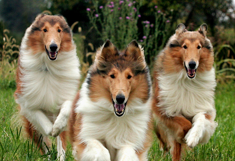 Pastore Scozzese a pelo lungo (Collie rough) - Wild and Pet