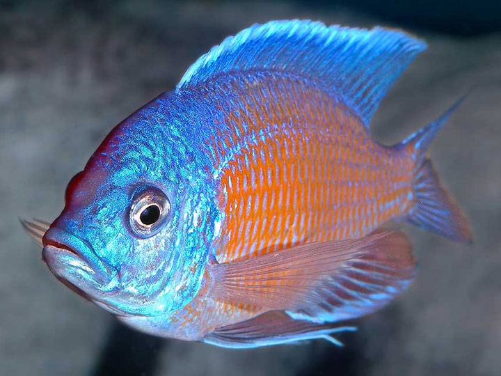 Copadichromis borleyi - Wild and Pet