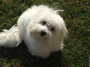 Coton de Tuléar - Wild and Pet