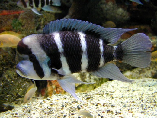 Cyphotilapia frontosa - Wild and Pet