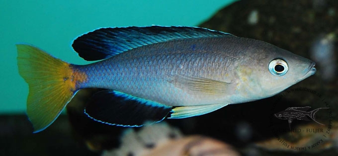 Cyprichromis sp. 