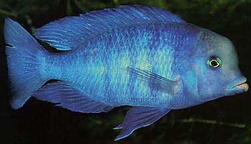 Cyrtocara moori - Wild and Pet