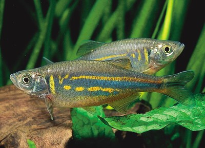 Danio gigante - Wild and Pet