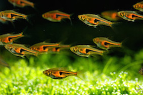 danio_rasbore_modified.jpg