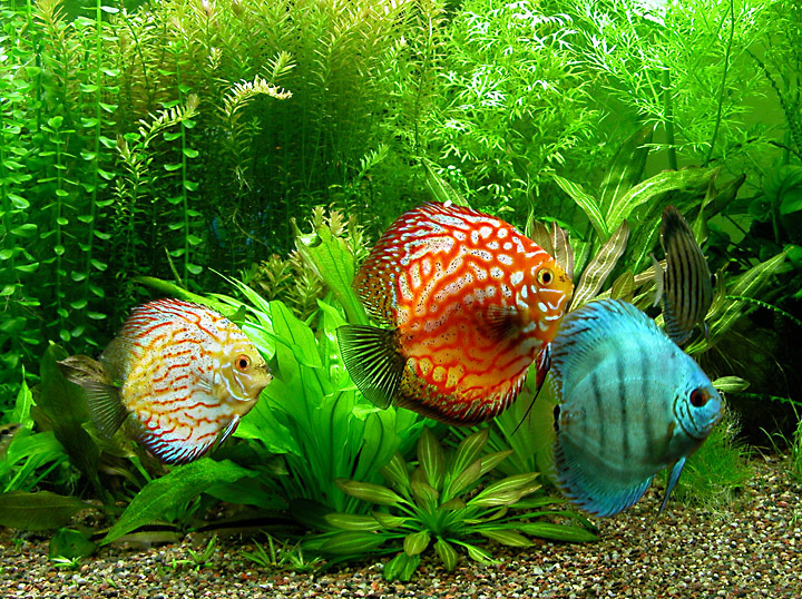 Discus (Symphysodon aequifasciatus) - Wild and Pet