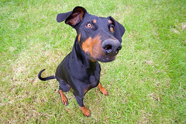 Dobermann - Wild and Pet