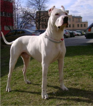 Dogo Argentino - Wild and Pet