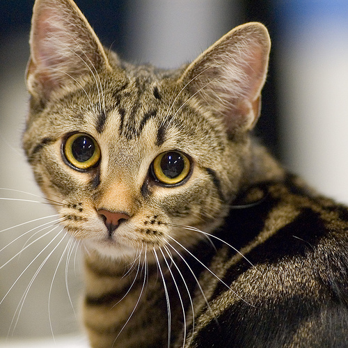 European Shorthair - Wild and Pet