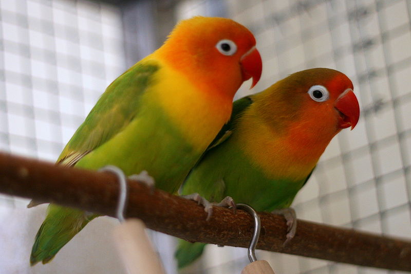 Inseparabile di Fischer - Wild and Pet