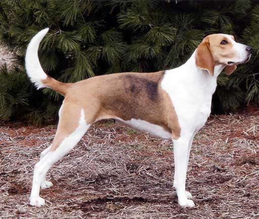 Foxhound Americano - Wild and Pet