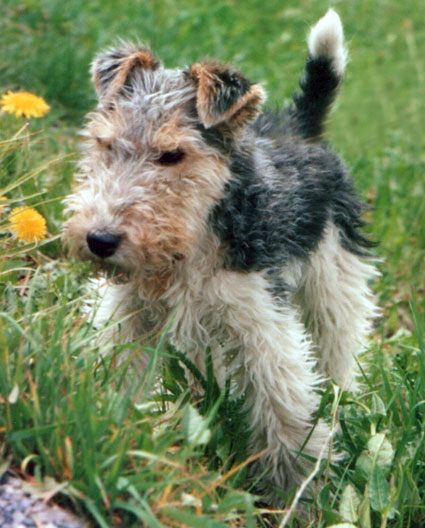 Fox Terrier a Pelo Ruvido - Wild and Pet