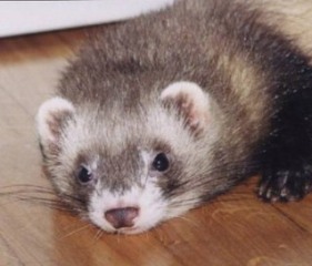 furetto.jpg