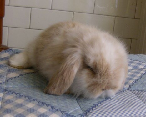 American Fuzzy Lop - Wild and Pet