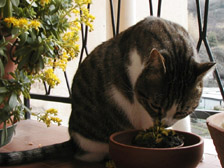 gattopiccolo_1.jpg