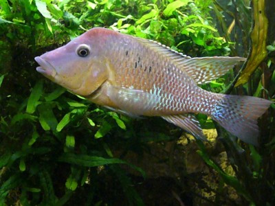 Geophagus steindachneri - Wild and Pet